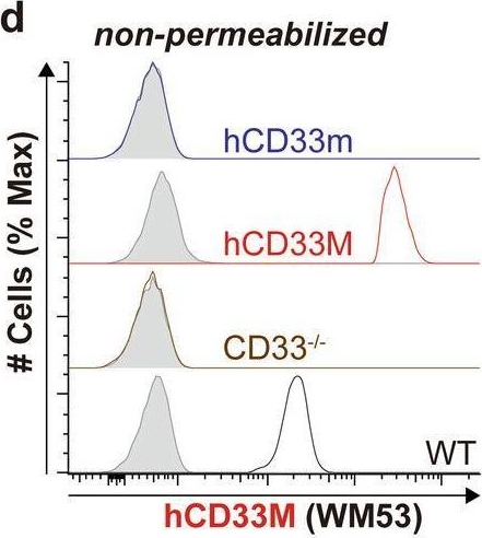 Fig.5.D showing Flow cytometry/Cell sorting in a Homo sapiens (Human) sample from the publication: The CD33 short isoform is a gain-of-function variant that enhances Aβ1-42 phagocytosis in microglia.