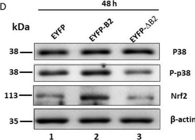 Fig.2.D showing Western Blotting in a Homo sapiens (Human) sample from the publication: A Mitochondrion-Targeting Protein (B2) Primes ROS/Nrf2-Mediated Stress Signals, Triggering Apoptosis and Necroptosis in Lung Cancer.