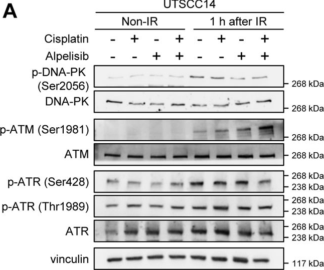 Fig.3.A showing Western Blotting in a Homo sapiens (Human) sample from the publication: β1 integrin mediates unresponsiveness to PI3Kα inhibition for radiochemosensitization of 3D HNSCC models.