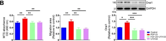 Fig.8.B showing Western Blotting from the publication: Fibroblast Growth Factor 23 Stimulates Cardiac Fibroblast Activity through Phospholipase C-Mediated Calcium Signaling.