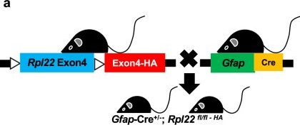 Fig.4.A from the publication: Estrogen receptor beta in astrocytes modulates cognitive function in mid-age female mice.