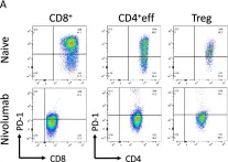 Fig.4.A showing Flow cytometry/Cell sorting in a Homo sapiens (Human) sample from the publication: Immunomodulatory response to neoadjuvant nivolumab in non-metastatic clear cell renal cell carcinoma.