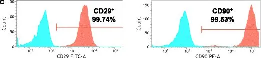Fig.1.C showing Flow cytometry/Cell sorting in a Rattus norvegicus (Rat) sample from the publication: Vitamin C plus hydrogel facilitates bone marrow stromal cell-mediated endometrium regeneration in rats.