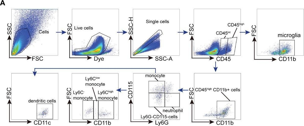 Fig.4.A showing Flow cytometry/Cell sorting in a Mus musculus (House mouse) sample from the publication: Microglial repopulation restricts ocular inflammation and choroidal neovascularization in mice.