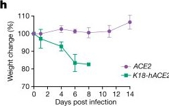 Fig.5.H from the publication: Mouse genome rewriting and tailoring of three important disease loci.