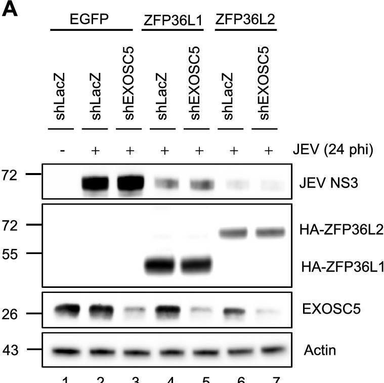 Fig.5.A showing Western Blotting from the publication: The zinc finger protein ZFP36L2 inhibits flavivirus infection via the 5'-3' XRN1-mediated RNA decay pathway in the replication complexes.