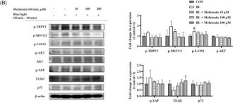 Phospho-Akt (Ser473) (D9W9U) Mouse Monoclonal Antibody | Cell