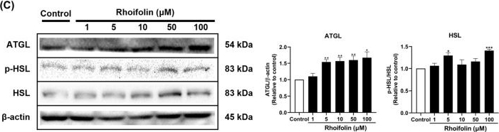 Fig.6.C showing Western Blotting in a Mus musculus (House mouse) sample from the publication: Fat Browning Effects of Catalpol and Rhoifolin from Rehmannia glutinosa (Gaertn.) and Lonicera japonica (Thunb.) in 3T3-L1 Adipocytes via the β3-AR Signaling Pathway.