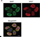 Fig.1.D showing Immunocytochemistry-immunofluorescence from the publication: BART inhibits pancreatic cancer cell invasion by PKCα inactivation through binding to ANX7.