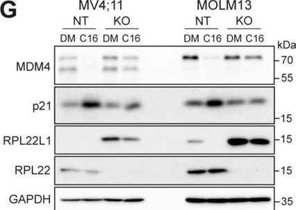 Fig.6.G showing Western Blotting in a Homo sapiens (Human) sample from the publication: Ribosome subunit attrition and activation of the p53-MDM4 axis dominate the response of MLL-rearranged cancer cells to WDR5 WIN site inhibition.