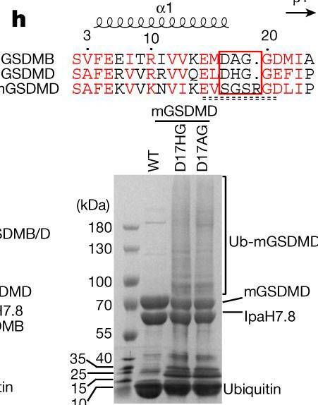 Fig.2.H showing Western Blotting in a Homo sapiens (Human) sample from the publication: Structural basis for GSDMB pore formation and its targeting by IpaH7.8.