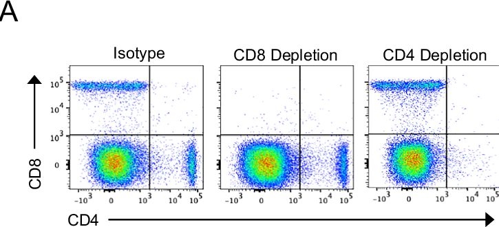 Fig.4.A showing Flow cytometry/Cell sorting in a Mus musculus (House mouse) sample from the publication: A superantigen-based MHC class II-targeted cancer immunotherapy for the treatment of acute myeloid leukemia.