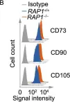 Fig.2.B showing Flow cytometry/Cell sorting in a Homo sapiens (Human) sample from the publication: Telomere-dependent and telomere-independent roles of RAP1 in regulating human stem cell homeostasis.