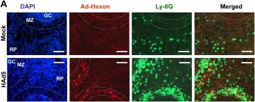 Fig.3.A showing Immunohistochemistry-immunofluorescence in a Mus musculus (House mouse) sample from the publication: IL-1α and complement cooperate in triggering local neutrophilic inflammation in response to adenovirus and eliminating virus-containing cells.