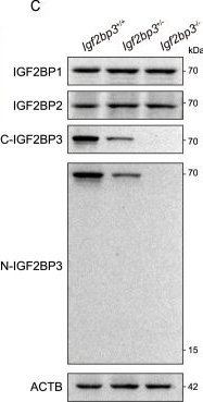 Fig.8.C showing Western Blotting in a Mus musculus (House mouse) sample from the publication: IGF2BP3 recognizes m6A to regulate histone-to-protamine replacement during mouse sperm development.