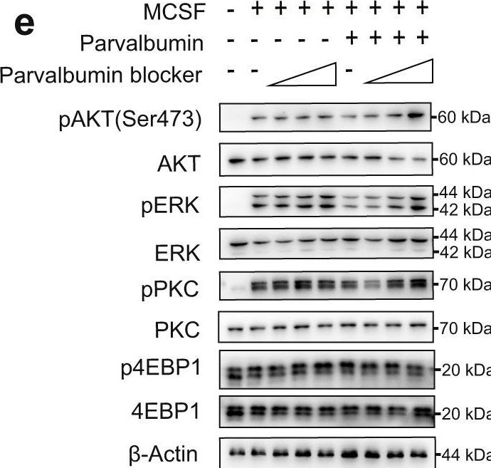 Fig.4.E showing Western Blotting from the publication: Targeting parvalbumin promotes M2 macrophage polarization and energy expenditure in mice.