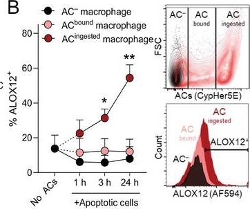 Fig.1.B showing Flow cytometry/Cell sorting from the publication: Efferocyte-Derived MCTRs Metabolically Prime Macrophages for Continual Efferocytosis via Rac1-Mediated Activation of Glycolysis.