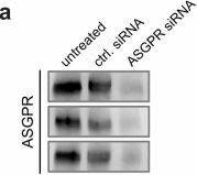 Fig.3.A showing Western Blotting in a Homo sapiens (Human) sample from the publication: Glycan-based biological degraders targeting the cytokine immune axis.