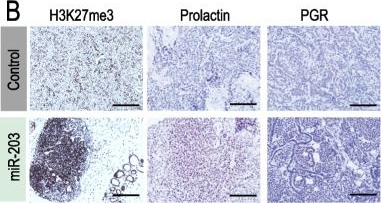 Fig.4.B showing Immunohistochemistry in a Mus musculus (House mouse) sample from the publication: miR-203 drives breast cancer cell differentiation.