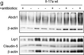 Fig.8.G showing Western Blotting in a Mus musculus (House mouse) sample from the publication: Modulation of Alzheimer's disease brain pathology in mice by gut bacterial depletion: the role of IL-17a.