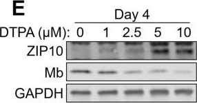 Fig.3.E showing Western Blotting in a Mus musculus (House mouse) sample from the publication: Zinc transporter ZIP10 supports zinc homeostasis and myoglobin biosynthesis in differentiating C2C12 myoblasts.