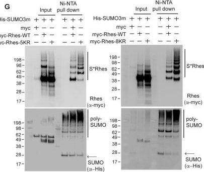 Fig.2.G showing Western Blotting in a Mus musculus (House mouse) sample from the publication: Rhes, a striatal enriched protein, regulates post-translational small-ubiquitin-like-modifier (SUMO) modification of nuclear proteins and alters gene expression.