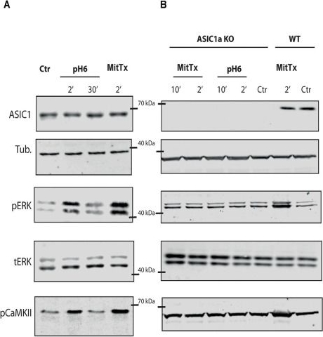Fig.1.A showing Western Blotting from the publication: Signaling Pathways in Proton and Non-proton ASIC1a Activation.