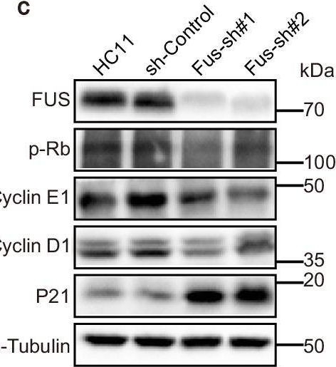 Fig.6.C showing Western Blotting in a Mus musculus (House mouse) sample from the publication: Fused in sarcoma (FUS) inhibits milk production efficiency in mammals.