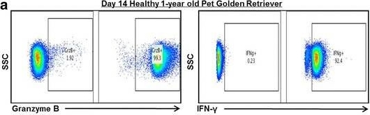 Fig.2.A showing Flow cytometry/Cell sorting in a Canis lupus familiaris (Domestic dog) sample from the publication: Radiotherapy enhances natural killer cell cytotoxicity and localization in pre-clinical canine sarcomas and first-in-dog clinical trial.