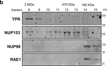 Fig.1.B showing Western Blotting from the publication: NUP98 and RAE1 sustain progenitor function through HDAC-dependent chromatin targeting to escape from nucleolar localization.