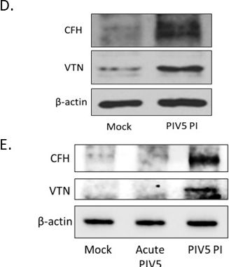 Fig.9.D showing Western Blotting from the publication: Resistance to complement-mediated lysis of parainfluenza virus 5-infected cells is acquired after transition from acute to persistent infection.