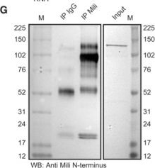 Fig.2.G showing Western Blotting in a Mus musculus (House mouse) sample from the publication: Piwil2 (Mili) sustains neurogenesis and prevents cellular senescence in the postnatal hippocampus.