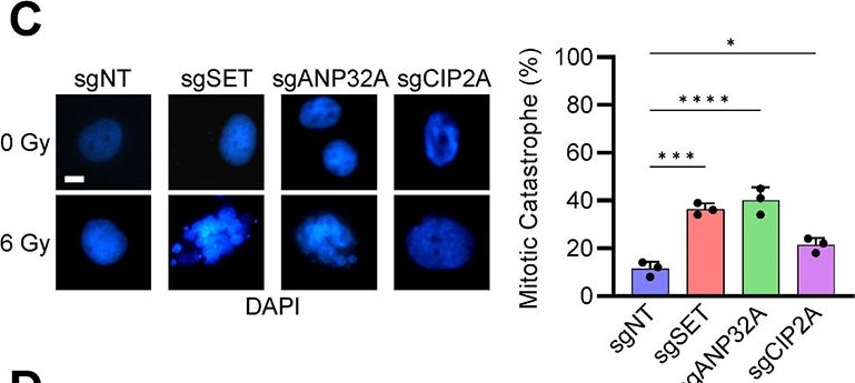 Fig.5.C showing Immunocytochemistry-immunofluorescence from the publication: Endogenous inhibitors of PP2A activate oncogenic and DNA damage response kinases in glioblastoma.