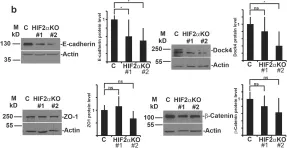 Fig.2.B showing Western Blotting in a Canis lupus familiaris (Domestic dog) sample from the publication: HIF2α-dependent Dock4/Rac1-signaling regulates formation of adherens junctions and cell polarity in normoxia.