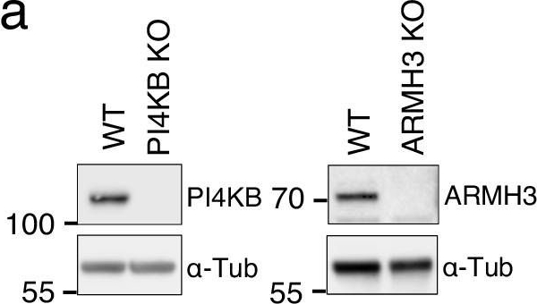 Fig.6.A showing Western Blotting in a Homo sapiens (Human) sample from the publication: ARMH3 is an ARL5 effector that promotes PI4KB-catalyzed PI4P synthesis at the trans-Golgi network.