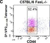 Fig.1.C showing Flow cytometry/Cell sorting from the publication: Induction of blood brain barrier tight junction protein alterations by CD8 T cells.