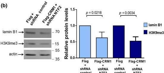 Fig.5.B showing Western Blotting in a Homo sapiens (Human) sample from the publication: Enhanced nuclear protein export in premature aging and rescue of the progeria phenotype by modulation of CRM1 activity.