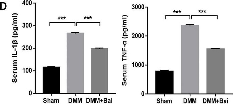Fig.2.D showing Enzyme-linked immunosorbent assay from the publication: Baicalein Alleviates Osteoarthritis Progression in Mice by Protecting Subchondral Bone and Suppressing Chondrocyte Apoptosis Based on Network Pharmacology.