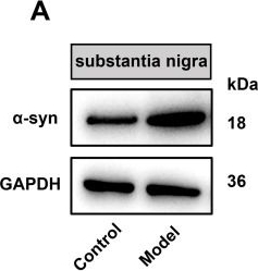 Fig.2.A showing Western Blotting in a Mus musculus (House mouse) sample from the publication: TLR4/NF-κB signaling-mediated neuroinflammation is associated with gut microbiota dysbiosis in a mouse model of Parkinson's disease.