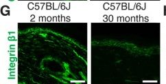 Fig.3.G showing Immunohistochemistry-immunofluorescence in a Mus musculus (House mouse) sample from the publication: Integrin-Binding Matricellular Protein Fibulin-5 Maintains Epidermal Stem Cell Heterogeneity During Skin Aging.