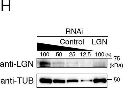 Fig.1.H showing Western Blotting from the publication: Dynein-Dynactin-NuMA clusters generate cortical spindle-pulling forces as a multi-arm ensemble.