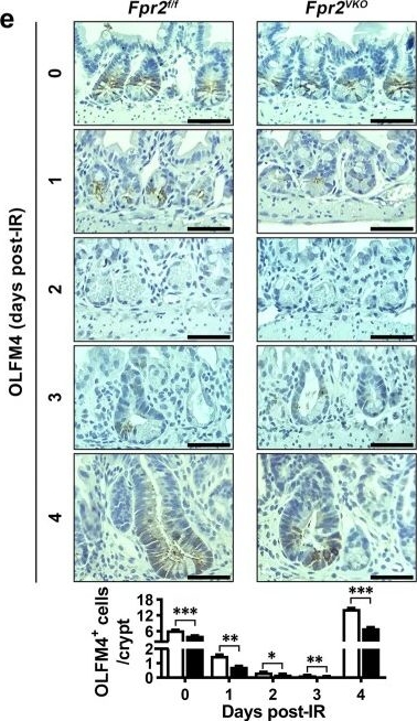Fig.7.E showing Immunohistochemistry in a Mus musculus (House mouse) sample from the publication: Intestinal epithelial formyl peptide receptor 2 contributes to intestinal epithelium homeostasis and injury repair by regulating intestinal stem cell and transit-amplifying cell proliferation and differentiation.