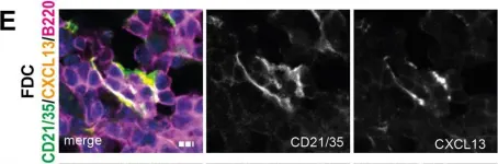 Fig.2.E showing Immunohistochemistry-immunofluorescence in a Mus musculus (House mouse) sample from the publication: Loss of vascular endothelial notch signaling promotes spontaneous formation of tertiary lymphoid structures.