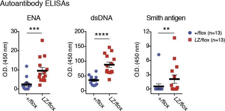 Fig.5.F showing Enzyme-linked immunosorbent assay in a Mus musculus (House mouse) sample from the publication: The Deubiquitinase OTULIN Is an Essential Negative Regulator of Inflammation and Autoimmunity.
