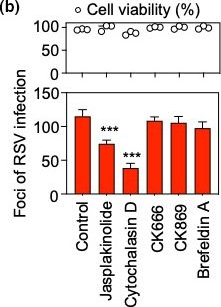 Fig.2.B from the publication: Actin cytoskeleton remodeling disrupts physical barriers to infection and presents entry receptors to respiratory syncytial virus.