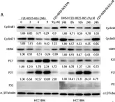 Fig.3.A showing Western Blotting from the publication: Isochromanoindolenines suppress triple-negative breast cancer cell proliferation partially via inhibiting Akt activation.