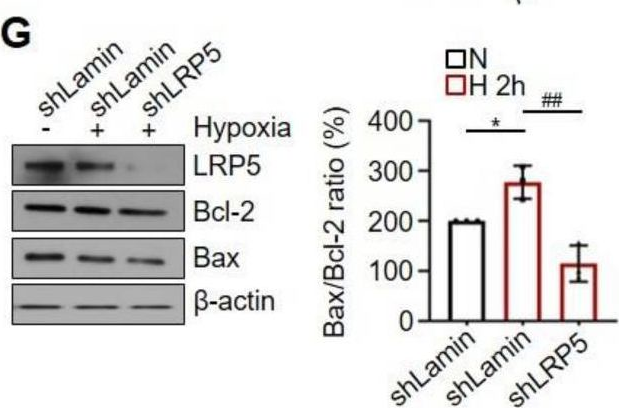 Fig.1.G showing Western Blotting from the publication: LRP5 Regulates HIF-1α Stability via Interaction with PHD2 in Ischemic Myocardium.