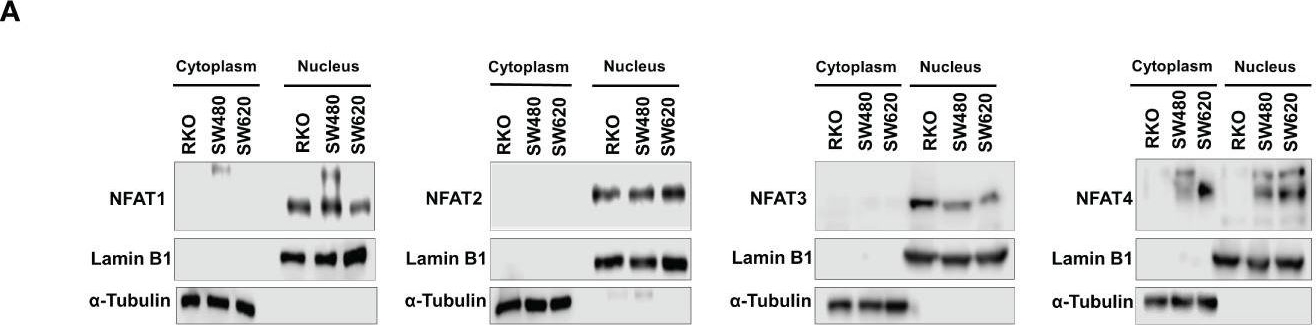 Fig.6.A showing Western Blotting from the publication: Non-canonical Wnt/Ca2+ signaling is essential to promote self-renewal and proliferation in colon cancer stem cells.