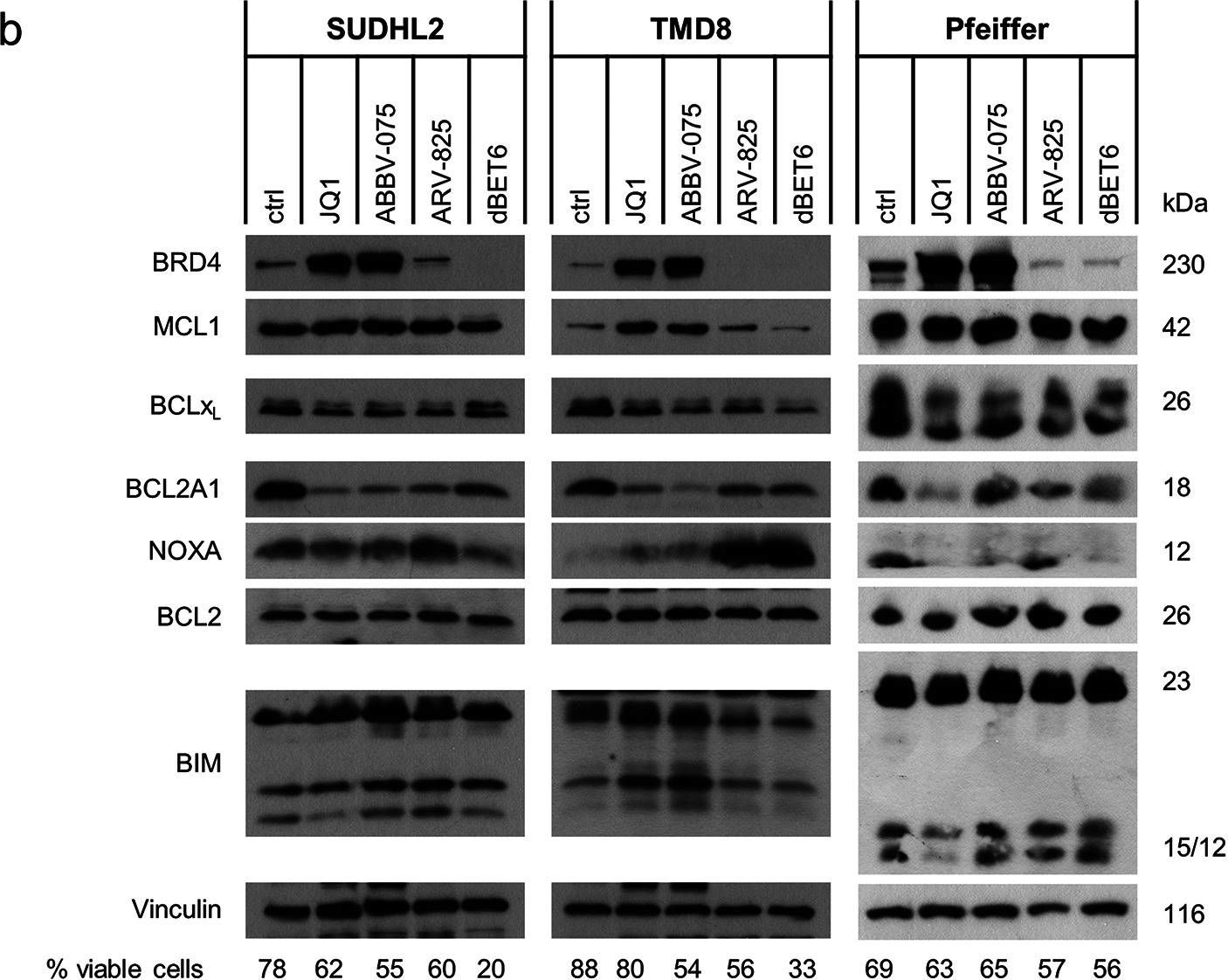 Fig.2.B showing Western Blotting in a Homo sapiens (Human) sample from the publication: Inhibition of bromodomain and extra-terminal proteins targets constitutively active NFκB and STAT signaling in lymphoma and influences the expression of the antiapoptotic proteins BCL2A1 and c-MYC.
