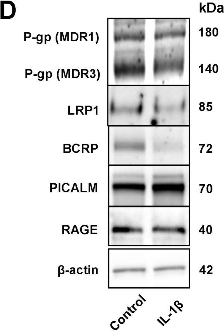 Fig.4.D showing Western Blotting from the publication: TNF-α and IL-1β Modulate Blood-Brain Barrier Permeability and Decrease Amyloid-β Peptide Efflux in a Human Blood-Brain Barrier Model.